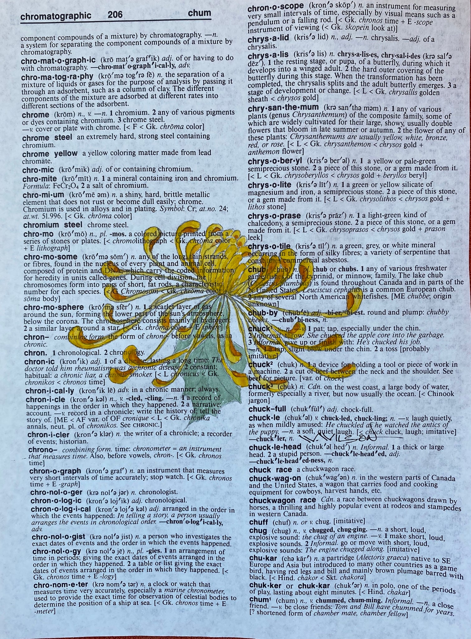 ‘C’ is for Chrysanthemum