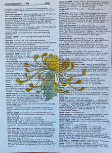 ‘C’ is for Chrysanthemum