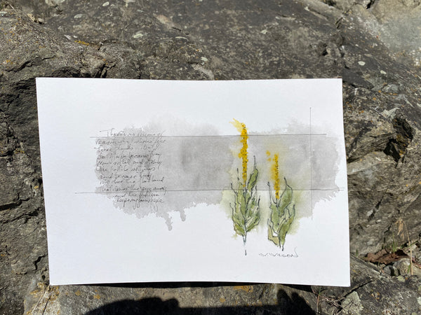 Mullein