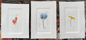 Embossed Watercolour Series