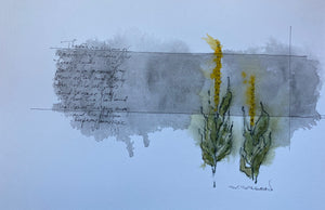 Mullein