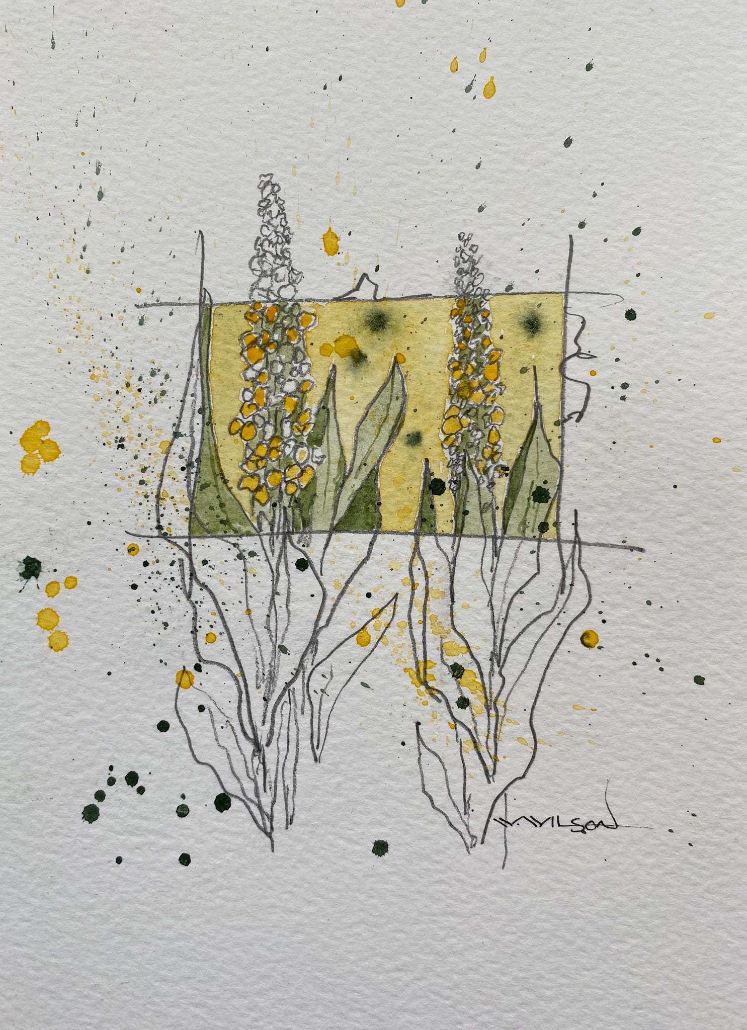 Mullein