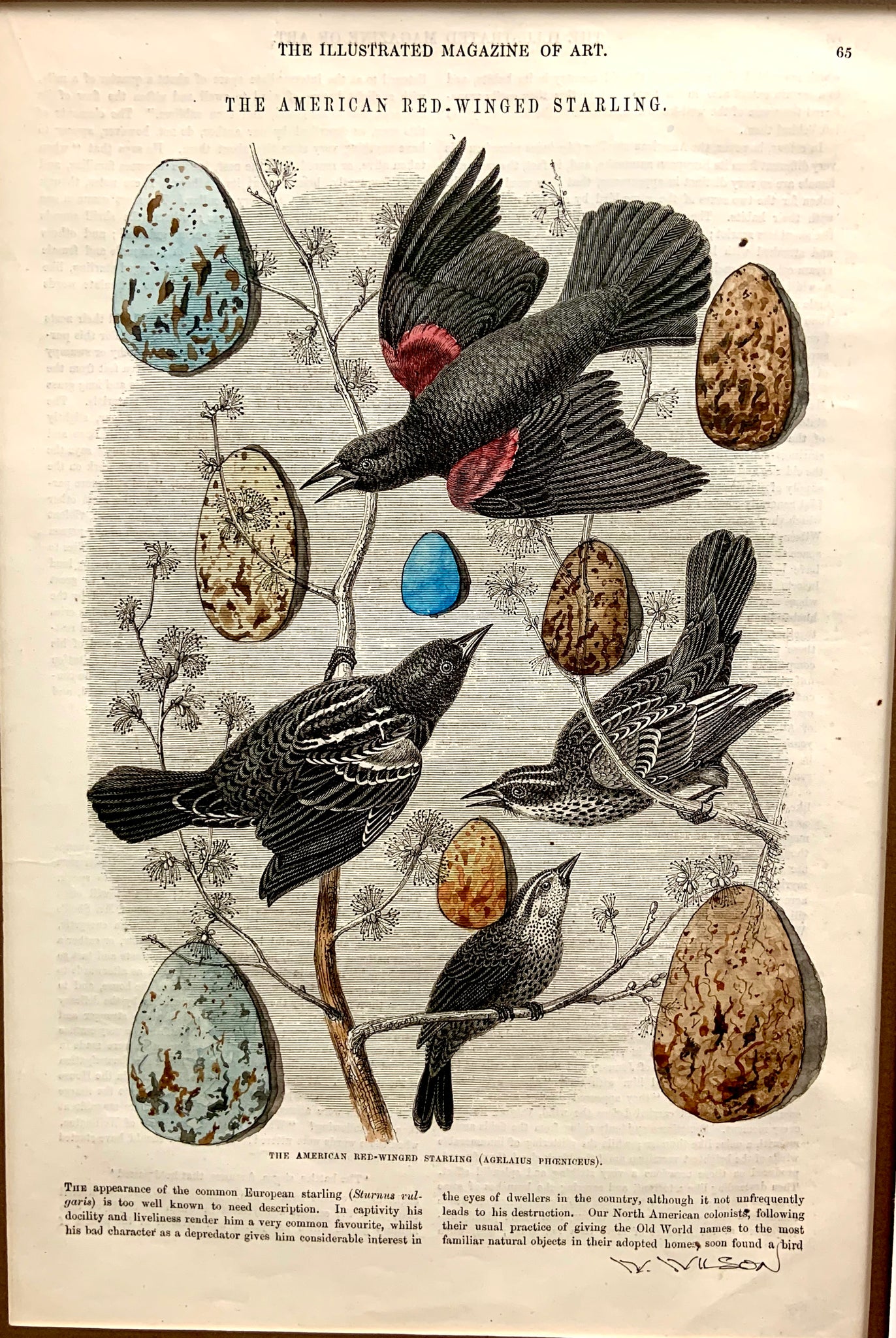Victorian Bird Egg Collection 8”w X 12”h