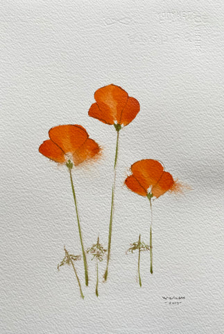 California Poppy