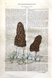 Morel Mushrooms 8”w X 12”h